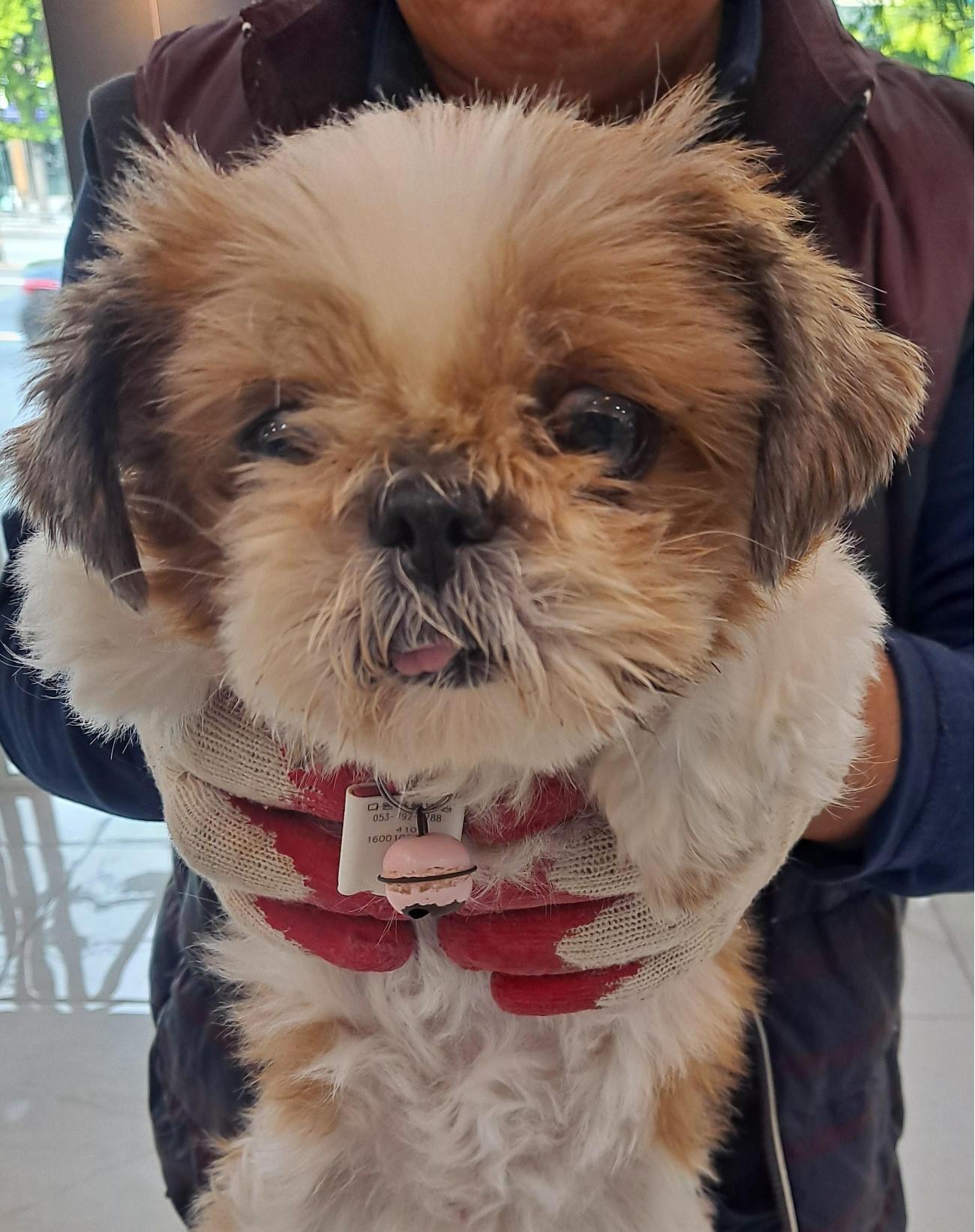 대구유기동물보호협회_427344202500369